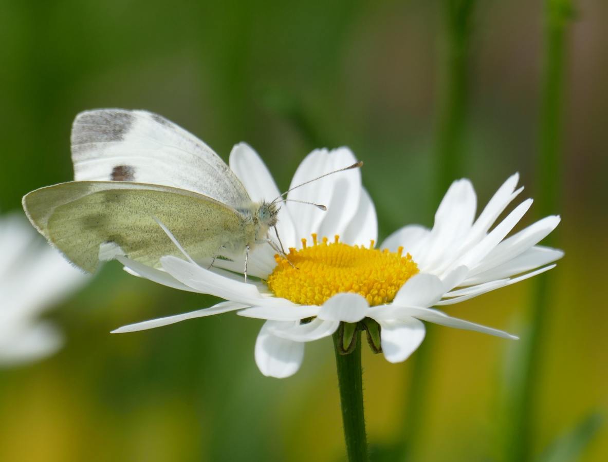 Ein Kohlweißling tankt Flugbenzin auf einer Margerite. Foto: Gisela Kuhlmann